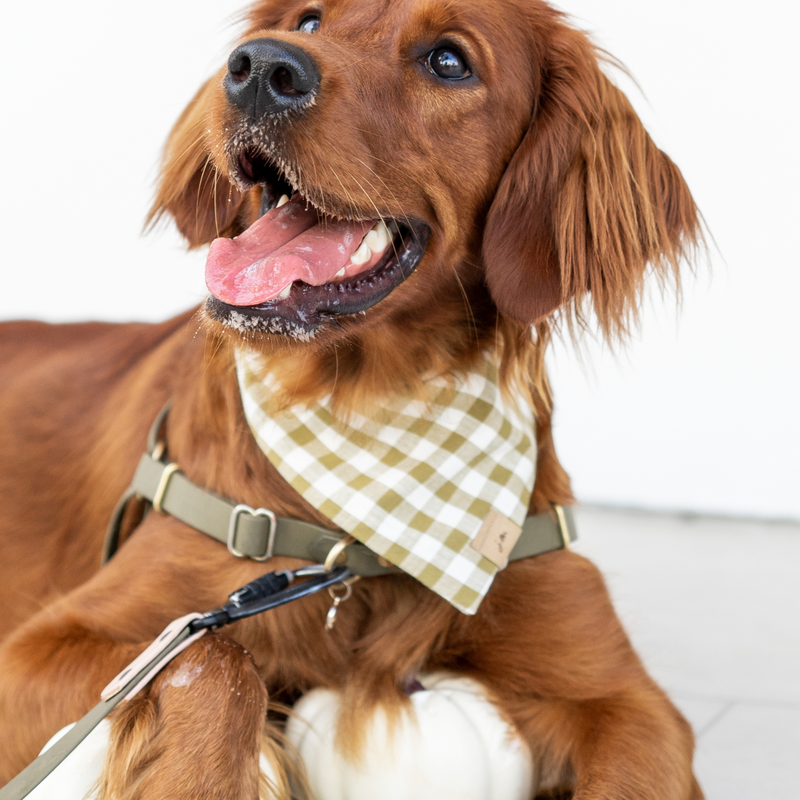 moss gingham dog bandana