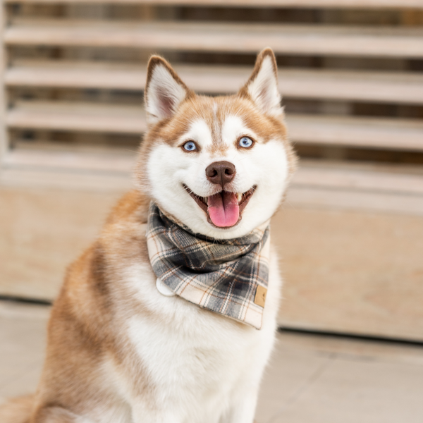 haystack flannel dog bandana