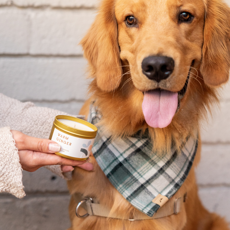 warm ginger travel candle