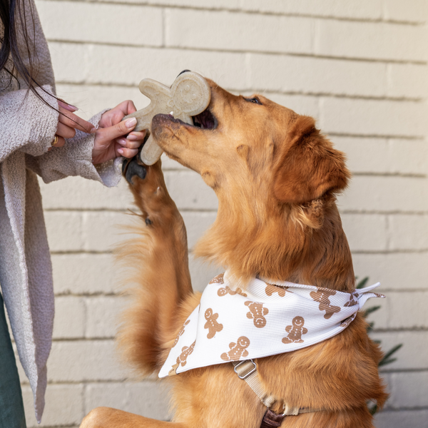 gingerbread chew dog toy