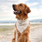 biscotti plaid dog bandana