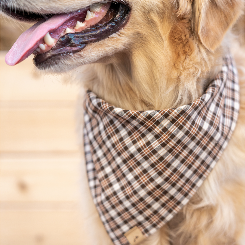 cornucopia dog bandana