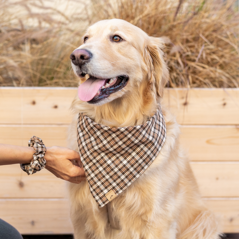 cornucopia dog bandana