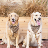 cornucopia dog bandana