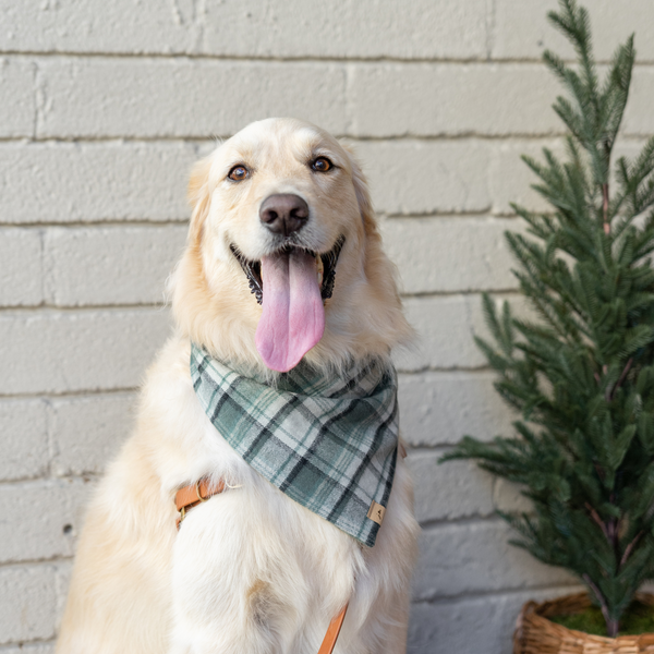 good tidings flannel dog bandana