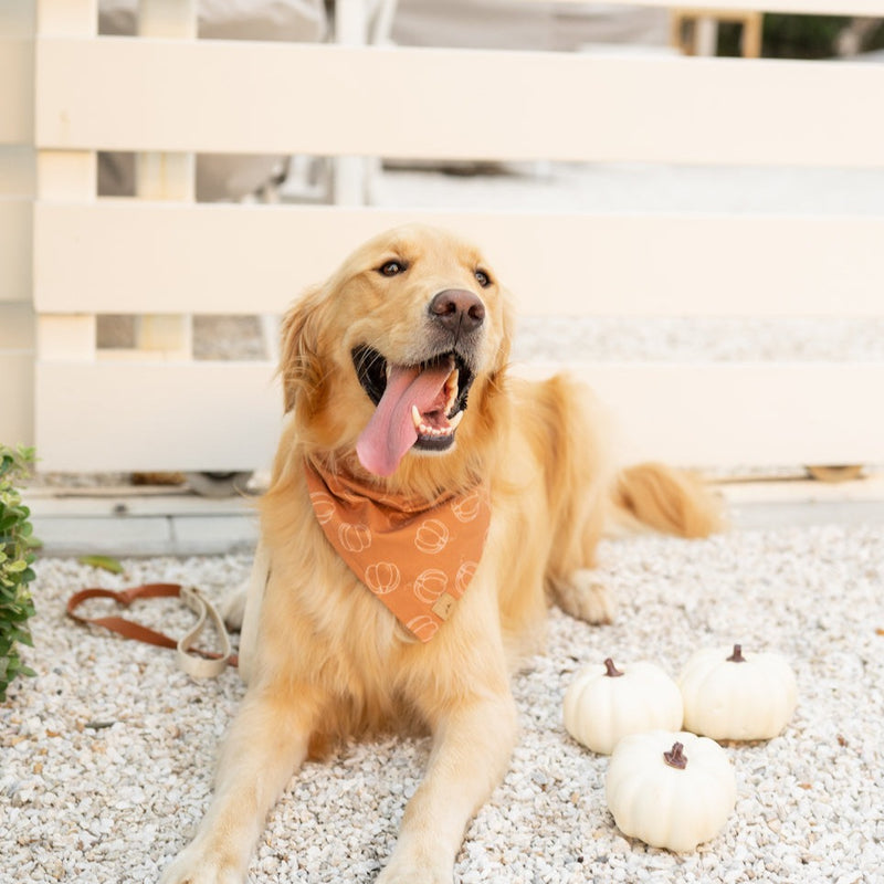 pumpkin season dog bandana