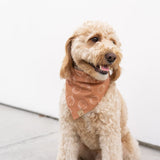 pumpkin season dog bandana