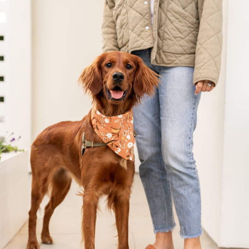 sienna floral dog bandana
