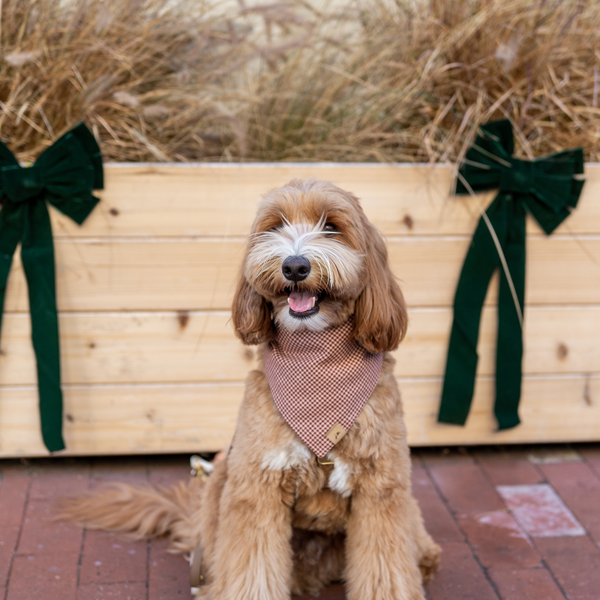 st. nick dog bandana