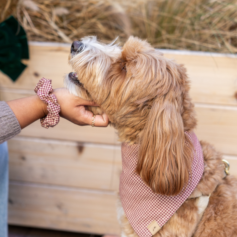 st. nick dog bandana