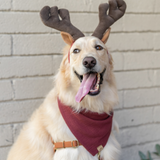 winterberry dog bandana