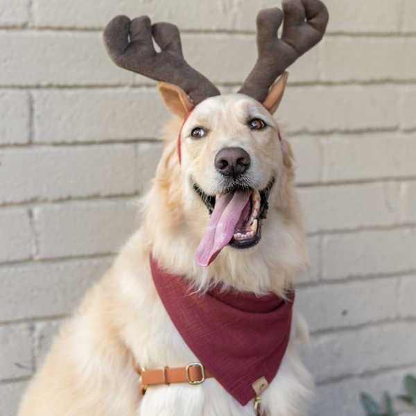 winterberry dog bandana