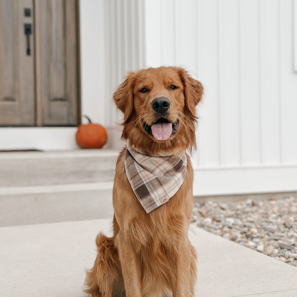 chestnut flannel dog bandana