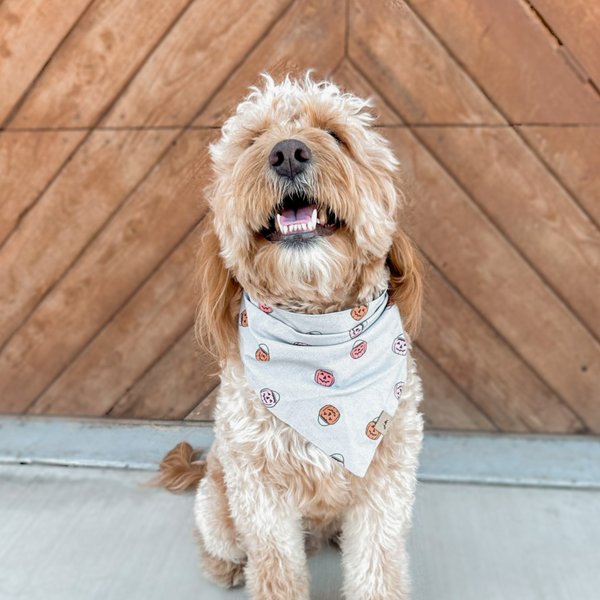 tricks for treats dog bandana