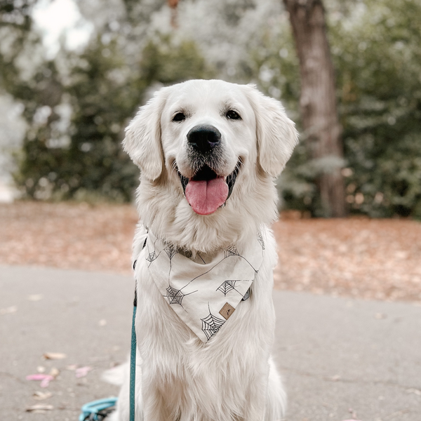 cobwebs dog bandana