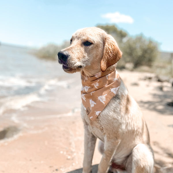 the shaka dog bandana