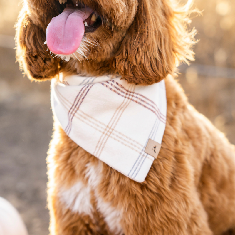 harvest flannel dog bandana