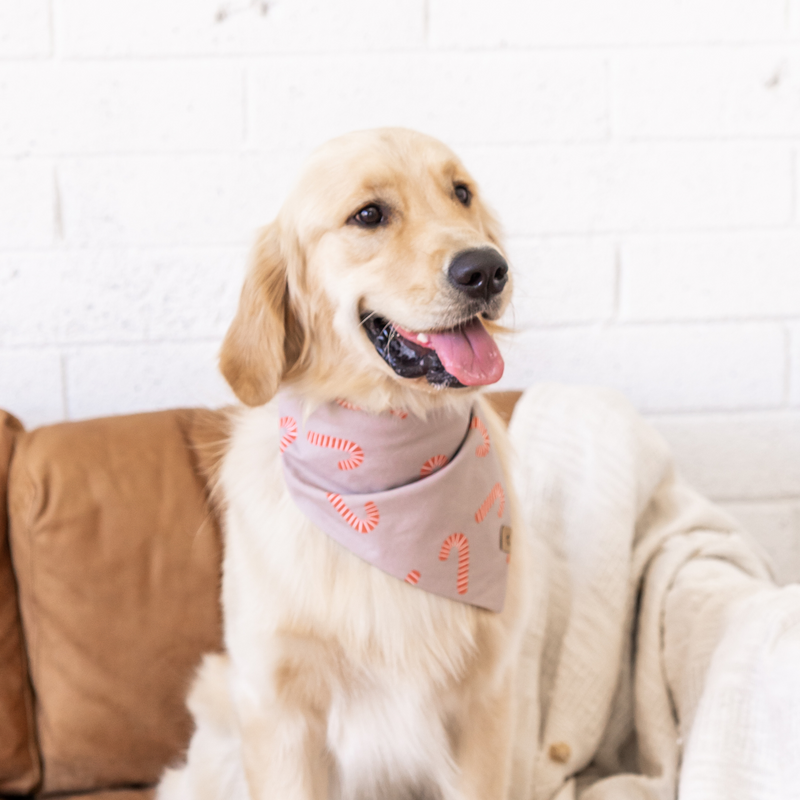 candy cane dog bandana