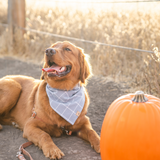 carolina plaid dog bandana