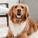drifted dog bandana