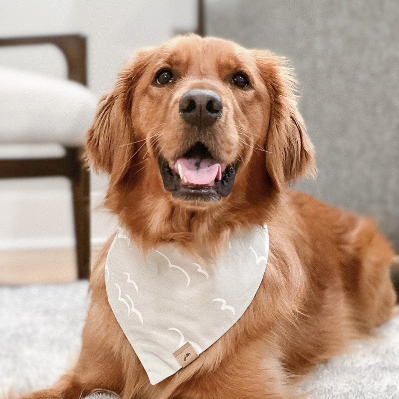 drifted dog bandana