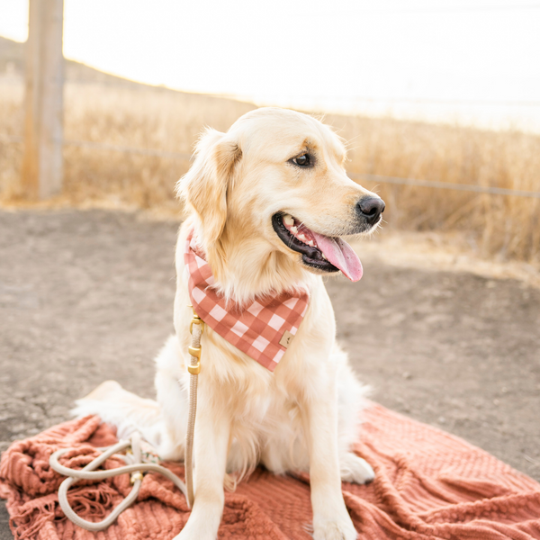 fireside flannel dog bandana
