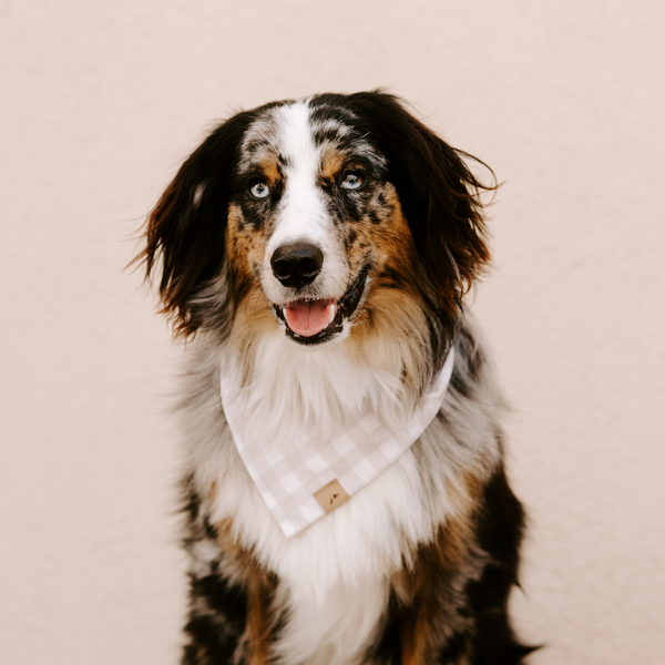 gloomy gingham dog bandana