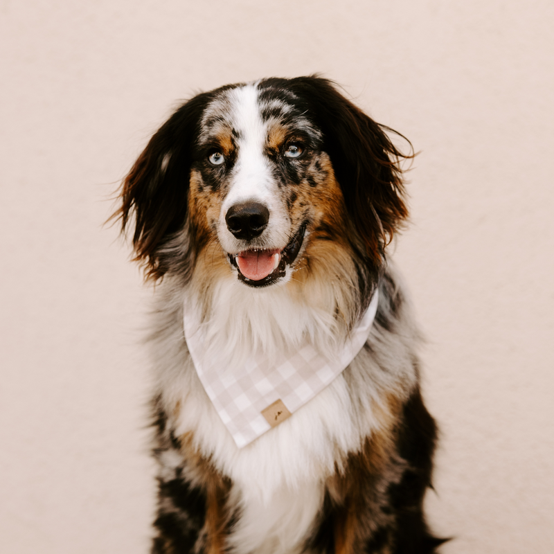 gloomy gingham dog bandana
