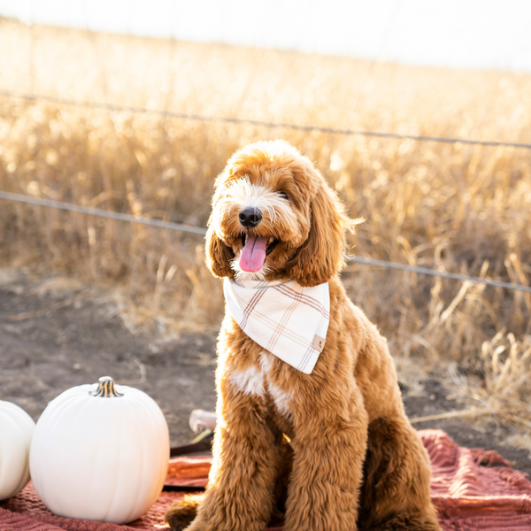 harvest flannel dog bandana