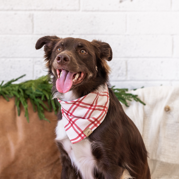 holly plaid dog bandana