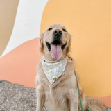 hop to it dog bandana