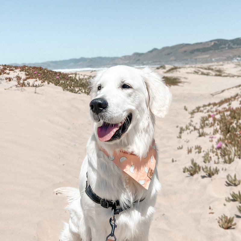 main squeeze dog bandana