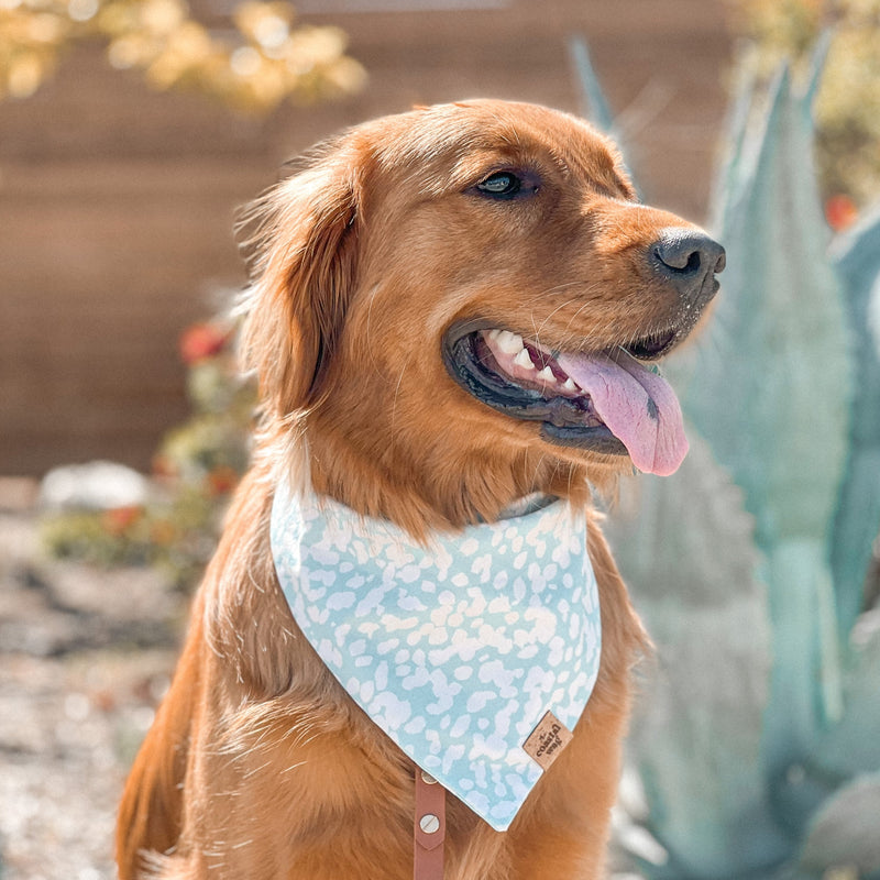 laguna dog bandana