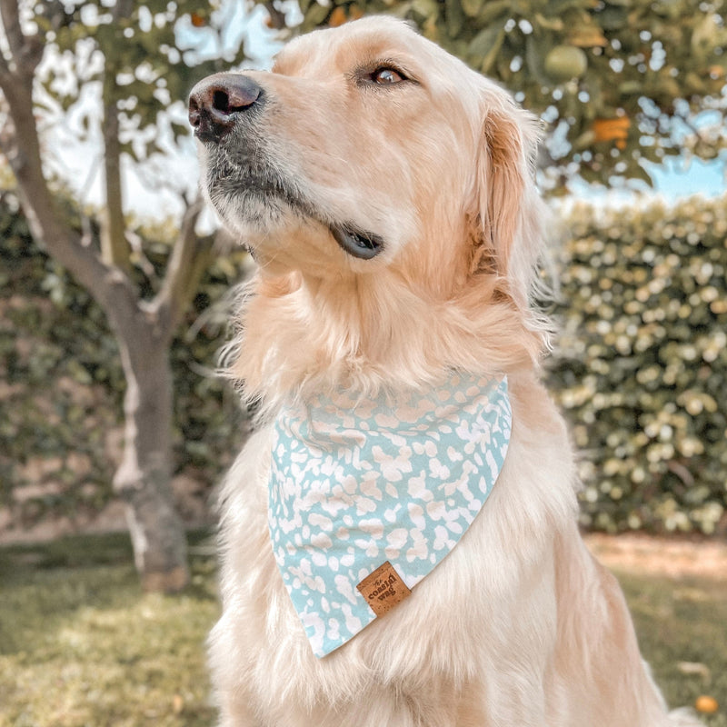 laguna dog bandana