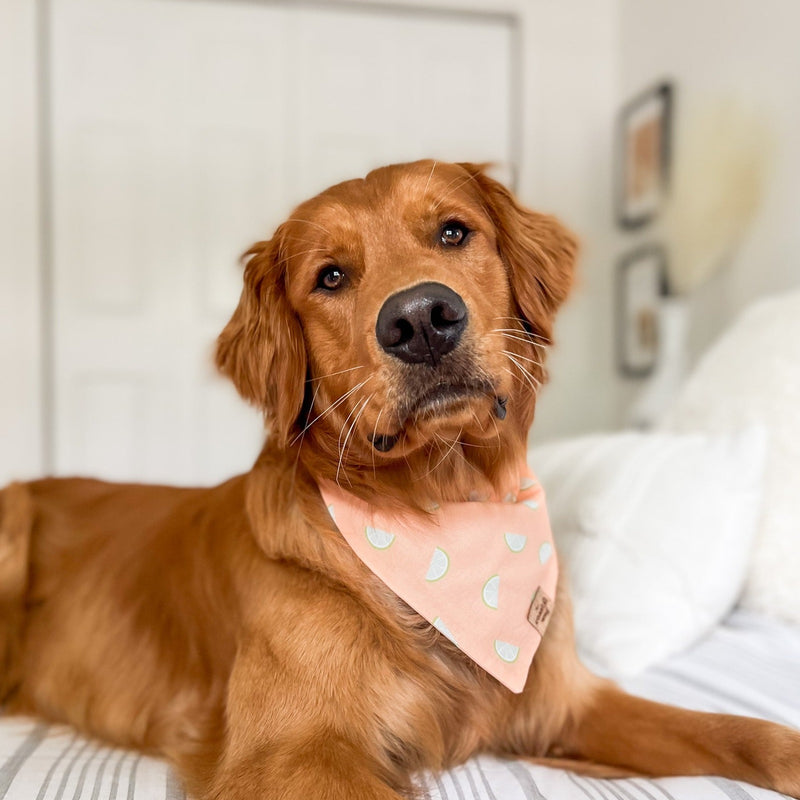main squeeze dog bandana