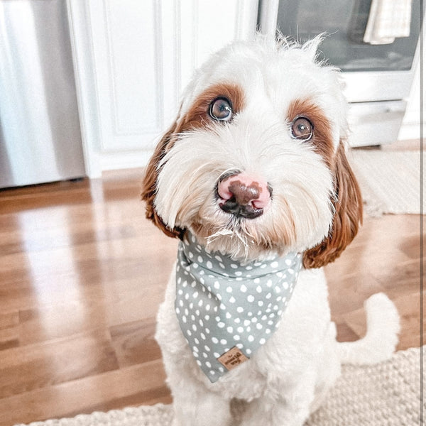 evergreen dog bandana