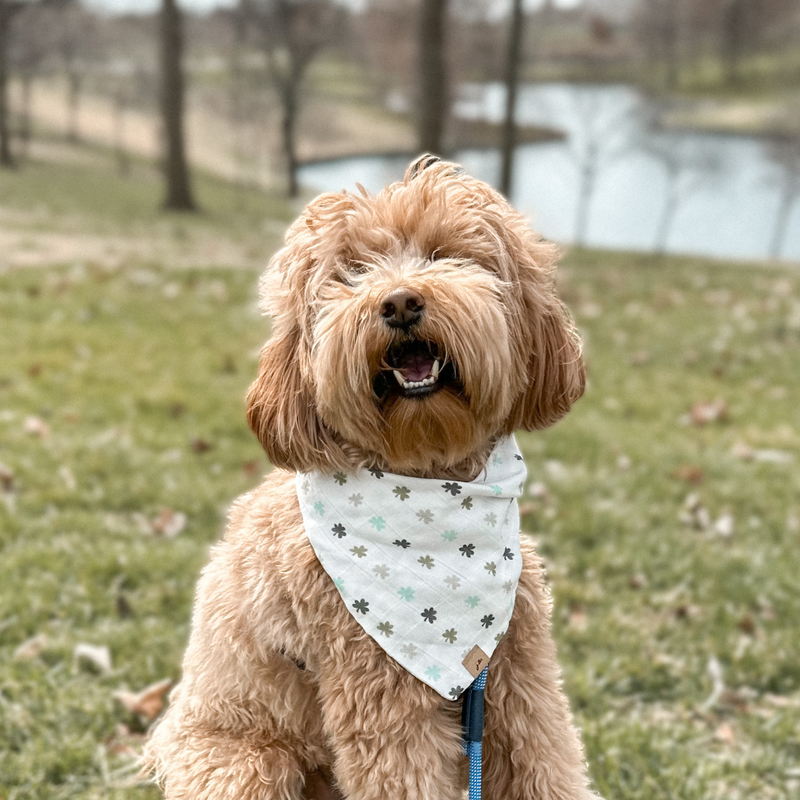 lucky clovers dog bandana
