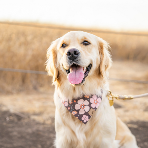 mocha floral dog bandana