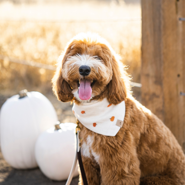 petite pumpkins dog bandana