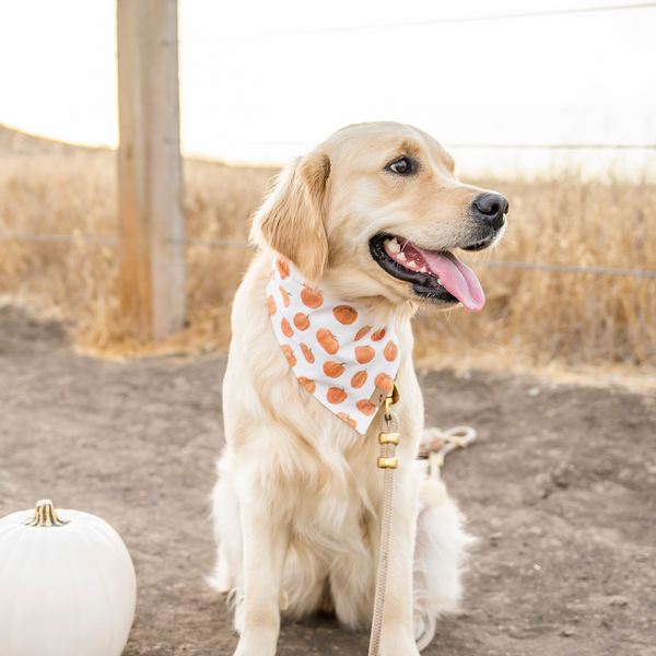 pumpkin patch dog bandana