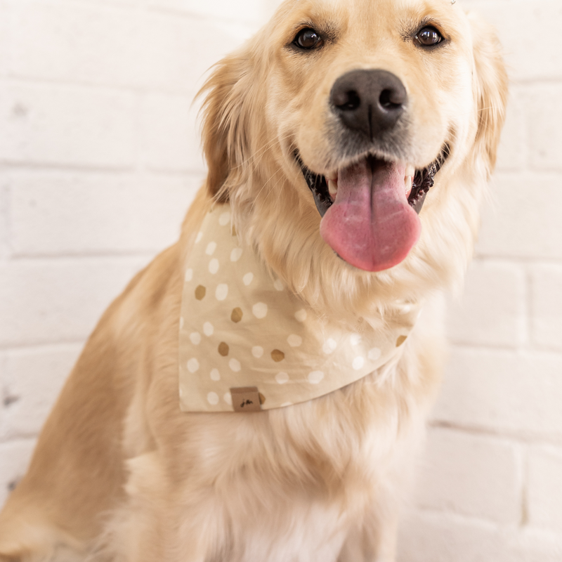 pup of gold dog bandana