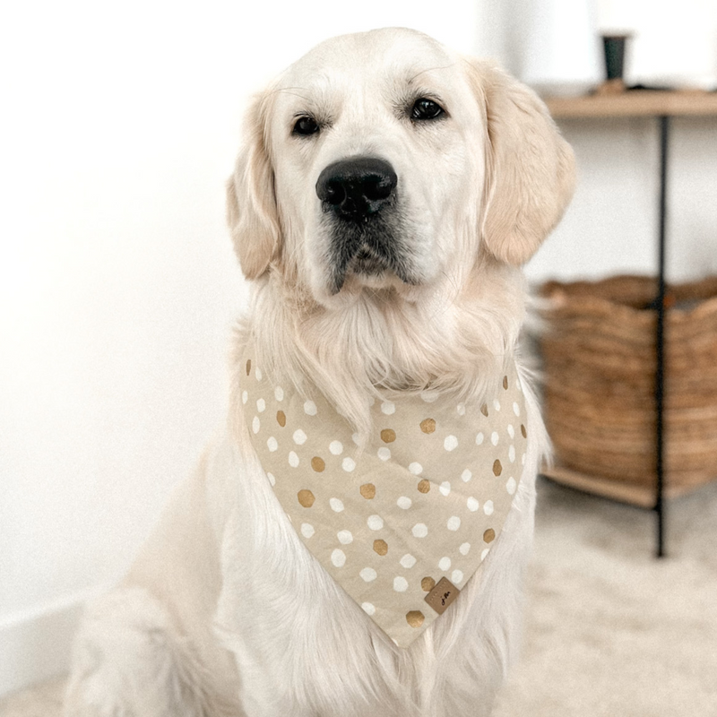 pup of gold dog bandana