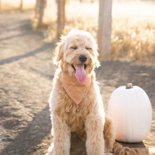 salted caramel flannel dog bandana