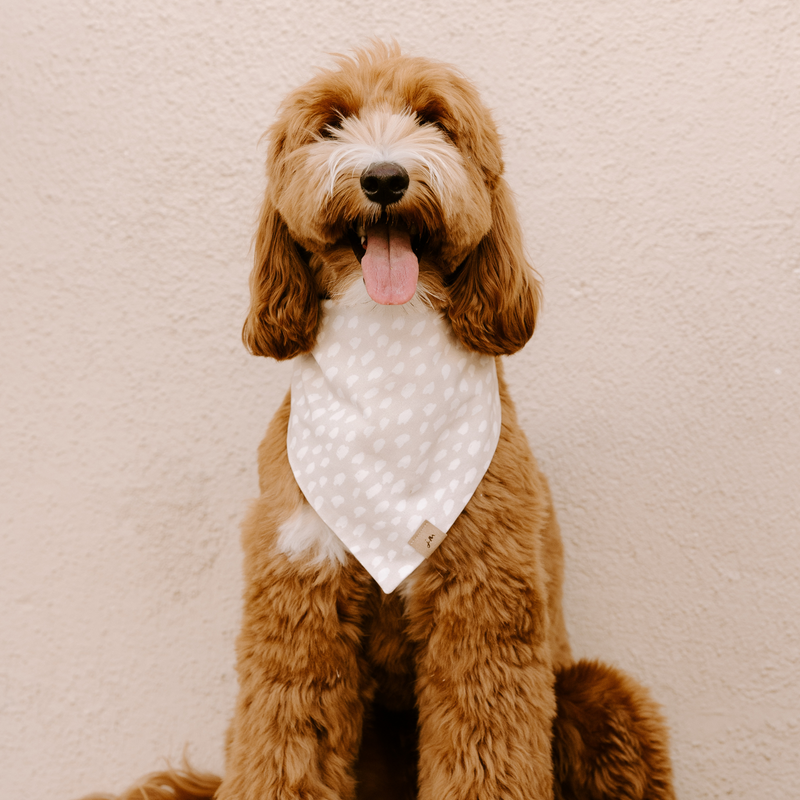 sea salt dog bandana