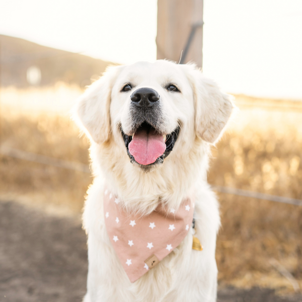 star gaze dog bandana