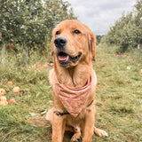 falling leaves dog bandana