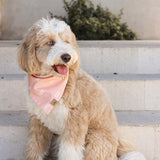 paloma dog bandana
