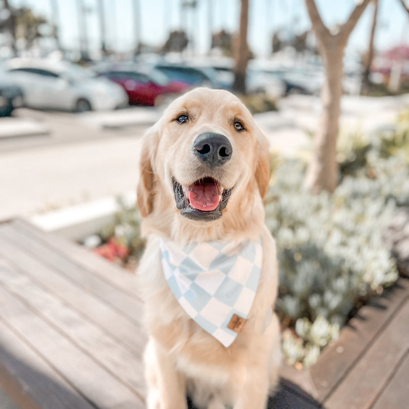 check me out - carolina blue dog bandana
