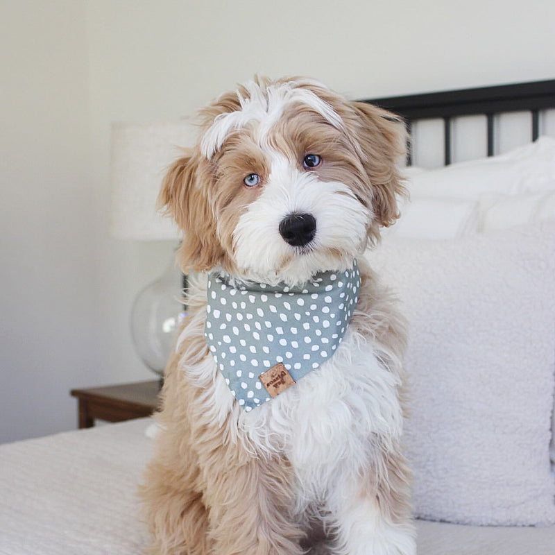 evergreen dog bandana