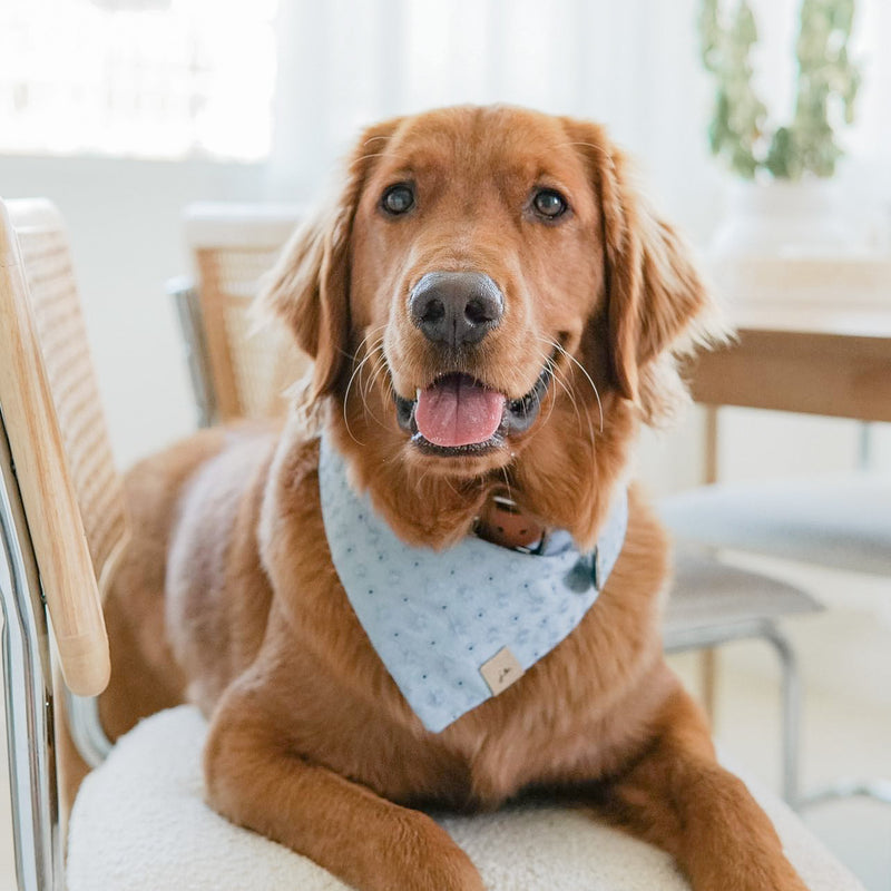 pacific dog bandana